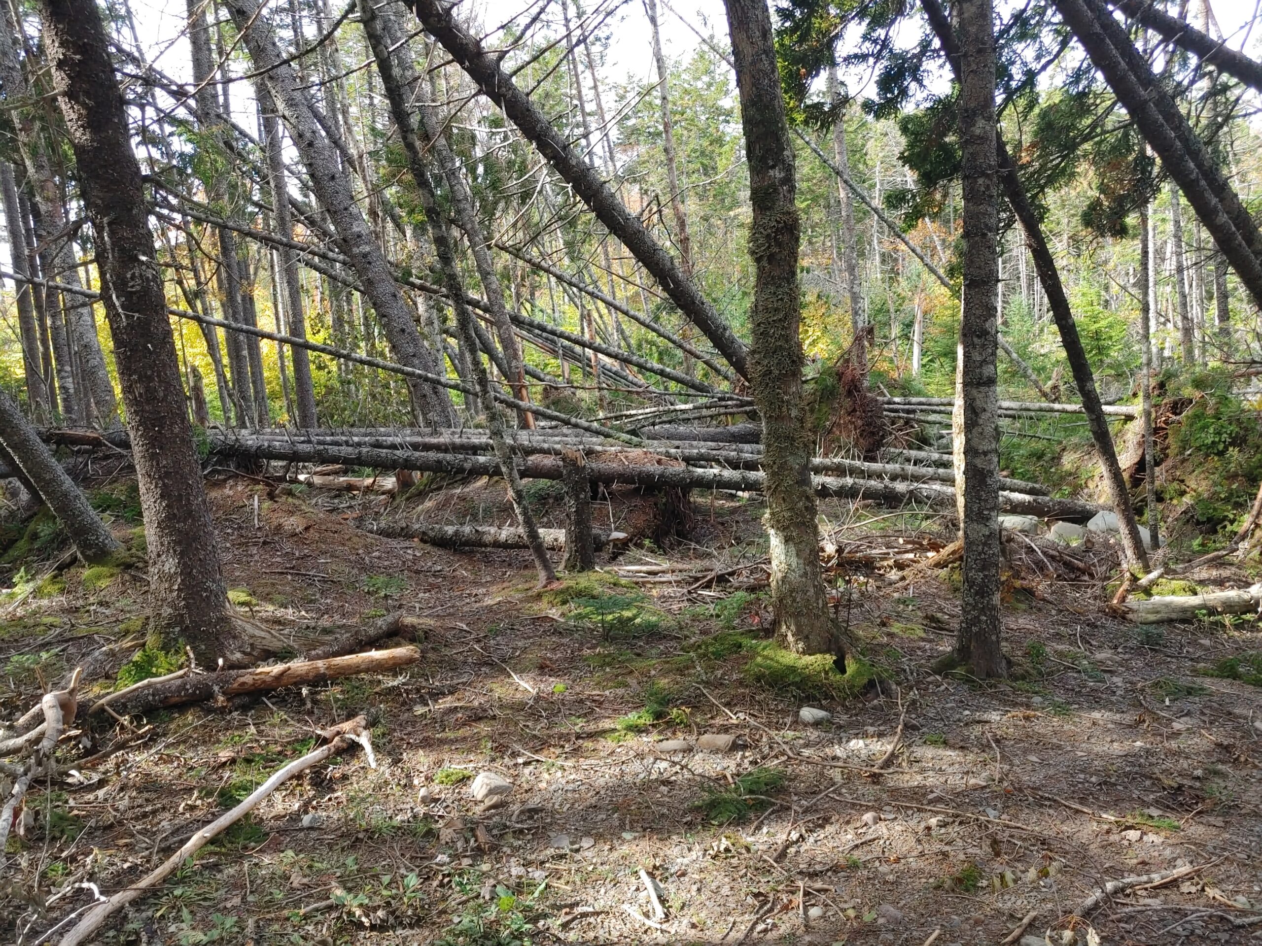 Heavy Timber Bed Alignment