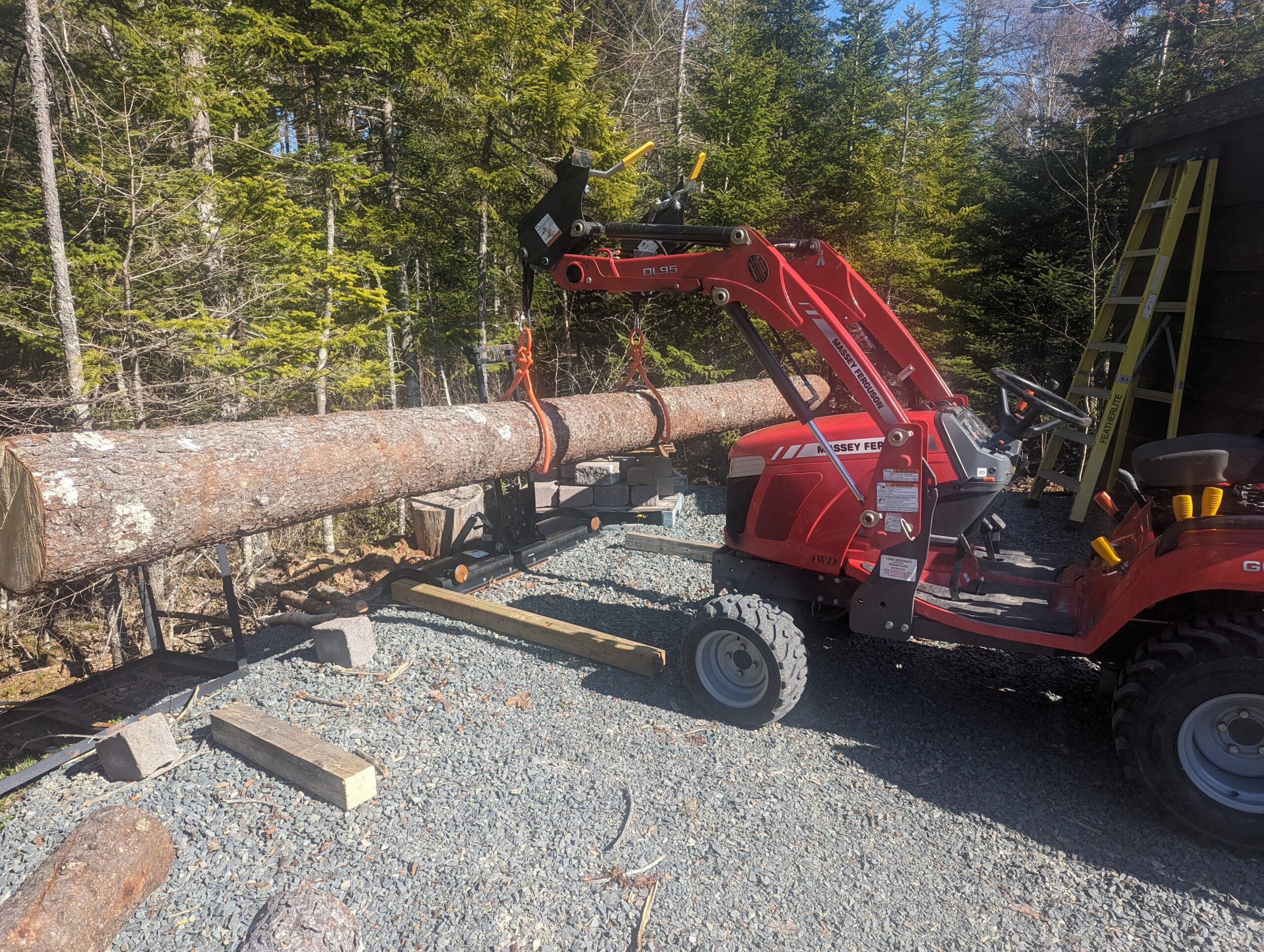 Large Diameter Pine Timber